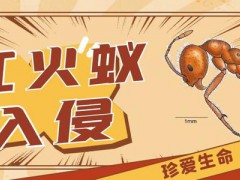 紅火蟻已入侵12省！