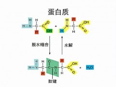 工業(yè)廢氣搖身一變合成蛋白 全球首次實現(xiàn)規(guī)?；谎趸己铣傻鞍踪|(zhì)